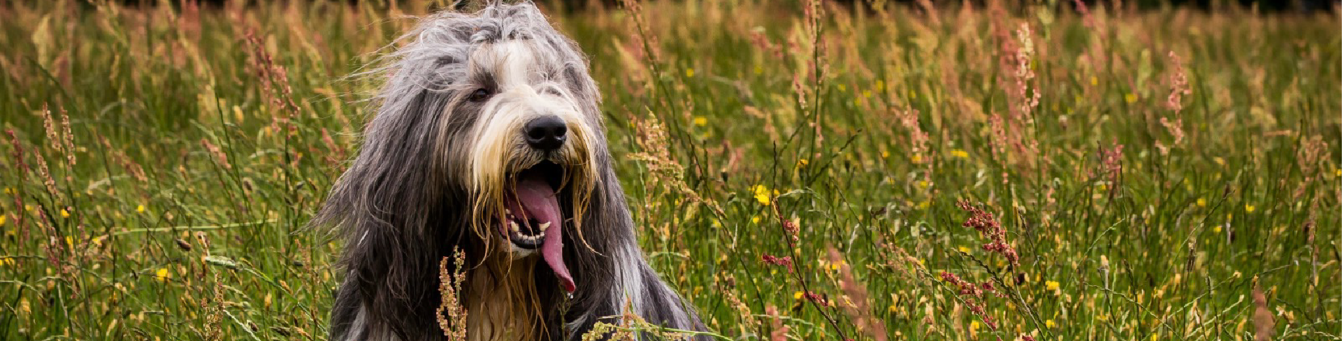 WaggleAntics - Armour Clad Tick & Flea Defence